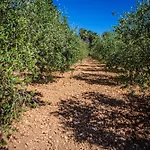 Son Ribes