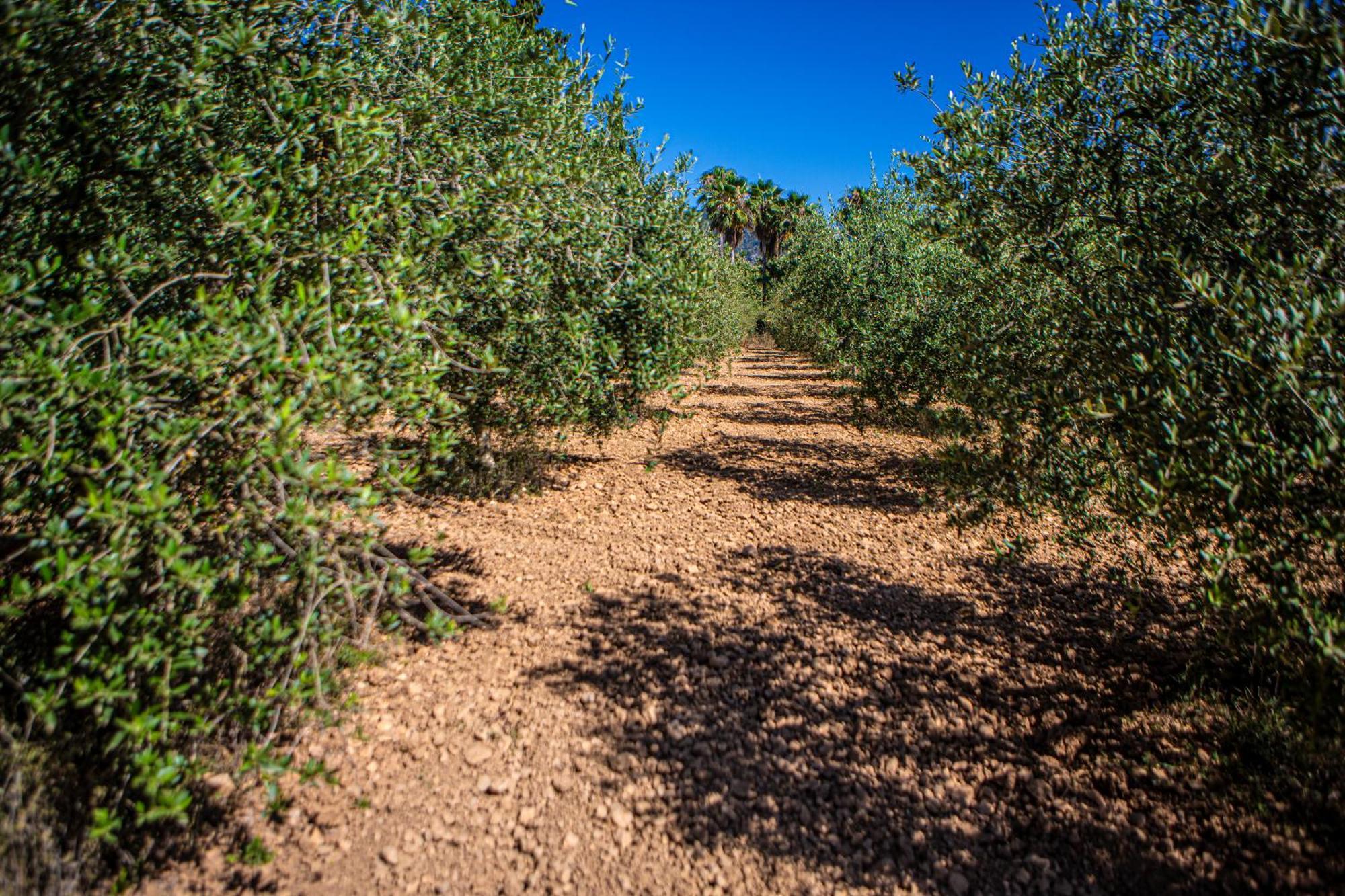 Son Ribes Alaró